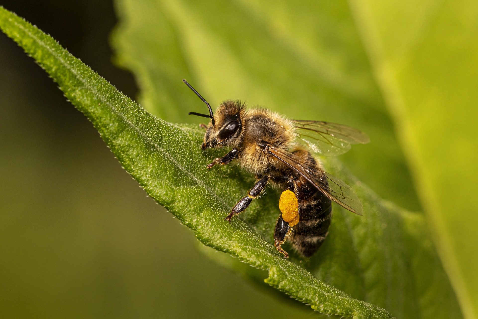 APICULTURE (HONEY BEE PROJECT)