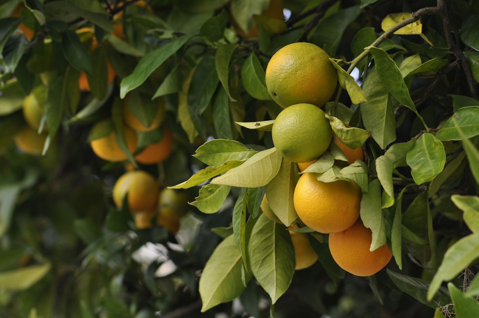 LAGOS PLEDGES SUPPORT TO  FARMERS